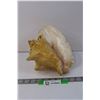 Image 1 : Conch Shell