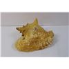 Image 3 : Conch Shell