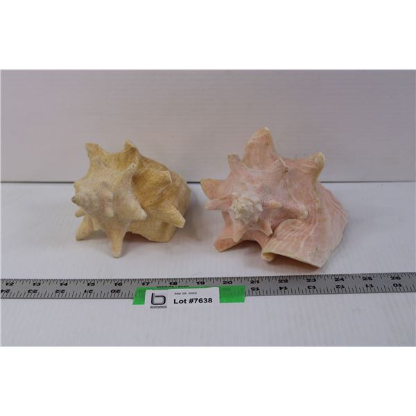 (2) Conch Shells