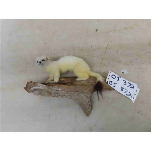 Mounted White Weasel - Nose to Tail 9" - 10"