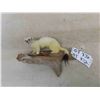 Image 1 : Mounted White Weasel - Nose to Tail 9" - 10"