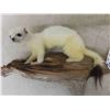 Image 2 : Mounted White Weasel - Nose to Tail 9" - 10"