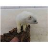 Image 3 : Mounted White Weasel - Nose to Tail 9" - 10"