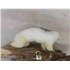 Image 4 : Mounted White Weasel - Nose to Tail 9" - 10"