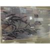 Image 2 : 'White Rabbit in the Snow' Framed Print by Robert Bateman  13.5" x 17.5" 