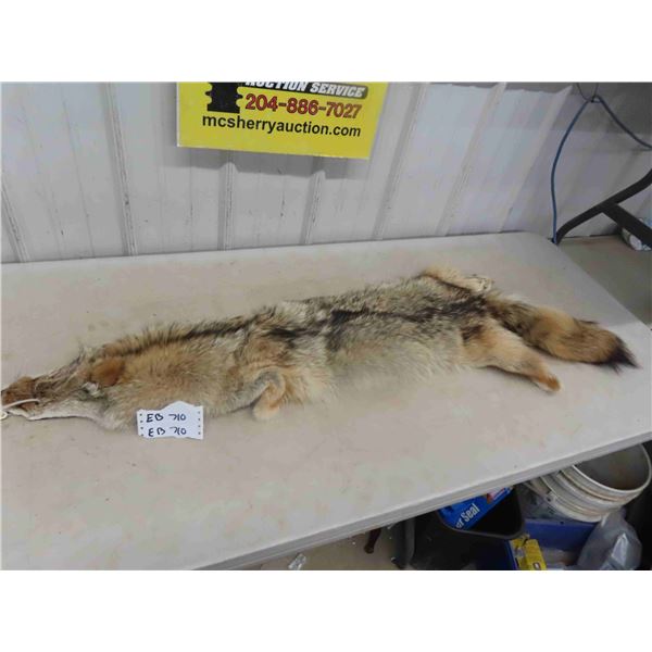 Tanned Coyote Hide - Nice Condition