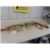 Image 1 : Tanned Coyote Hide - Nice Condition