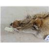 Image 2 : Tanned Coyote Hide - Nice Condition