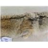 Image 3 : Tanned Coyote Hide - Nice Condition