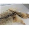 Image 4 : Tanned Coyote Hide - Nice Condition