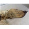 Image 5 : Tanned Coyote Hide - Nice Condition