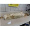 Image 6 : Tanned Coyote Hide - Nice Condition