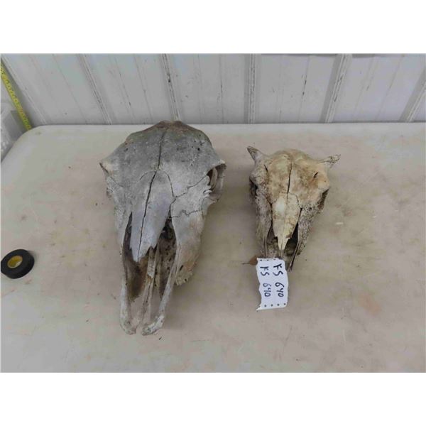 2 Buffalo Skulls