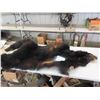 Image 1 : Bear Hide - Conditin Medium to Poor 30" x 70" 