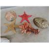 Image 2 : Large Assortment of Sea Shells, Starfish, Conch Shells, Crab Claw, plus more