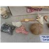 Image 4 : Large Assortment of Sea Shells, Starfish, Conch Shells, Crab Claw, plus more
