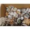 Image 5 : Large Assortment of Sea Shells, Starfish, Conch Shells, Crab Claw, plus more