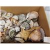 Image 6 : Large Assortment of Sea Shells, Starfish, Conch Shells, Crab Claw, plus more