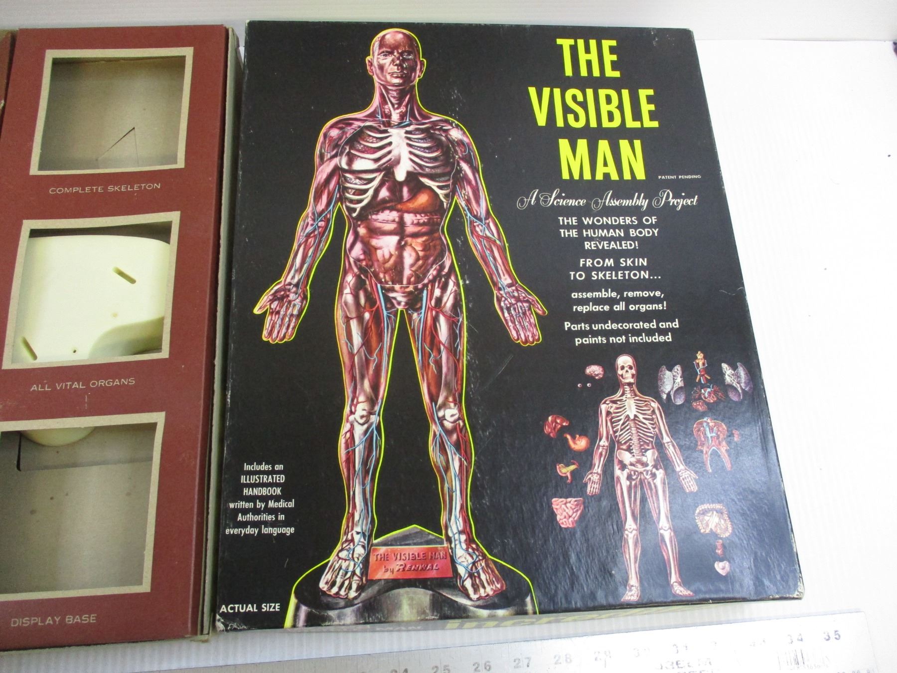 Visual Men The Visible Man Science Project Model in Original Box w/ Handbook ...