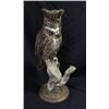 Image 1 : BC Trappers Association - Taxidermied Owl