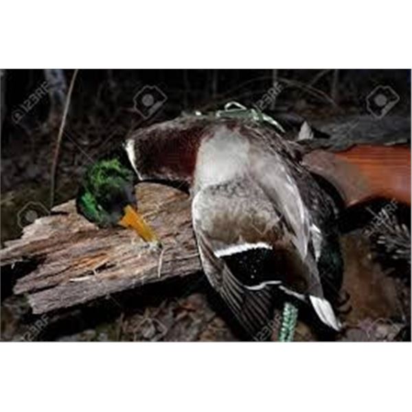 Waterfowl Hunt in Central Iowa