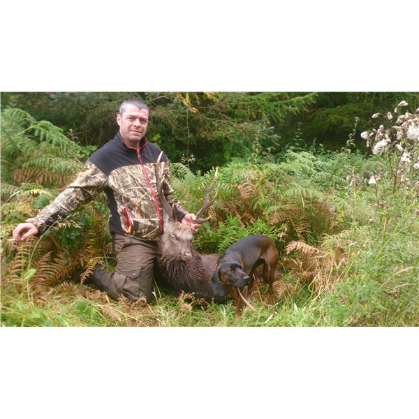Ireland Sika Stag for 1 Hunter