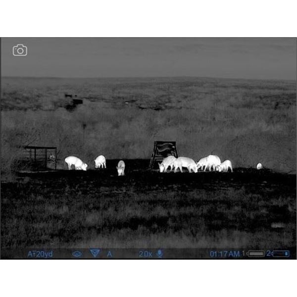 Wild Hog Hunt in Texas at Thermal Ranch