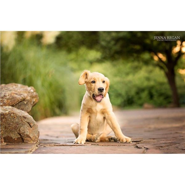 Jenna Regan Pet Photography package