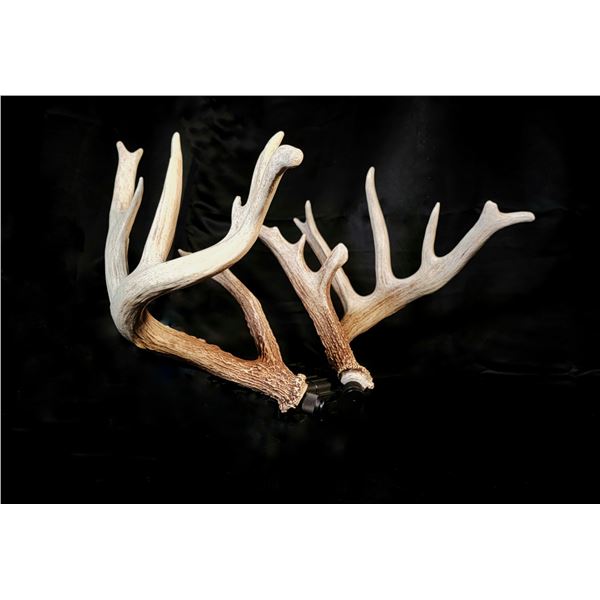 S Curve Shed Antlers