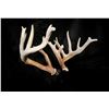 Image 1 : S Curve Shed Antlers