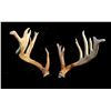Image 2 : S Curve Shed Antlers