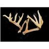 Image 3 : S Curve Shed Antlers