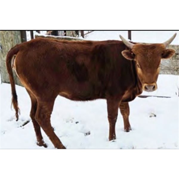 DONATION LOT - JB's Fancy Dancer