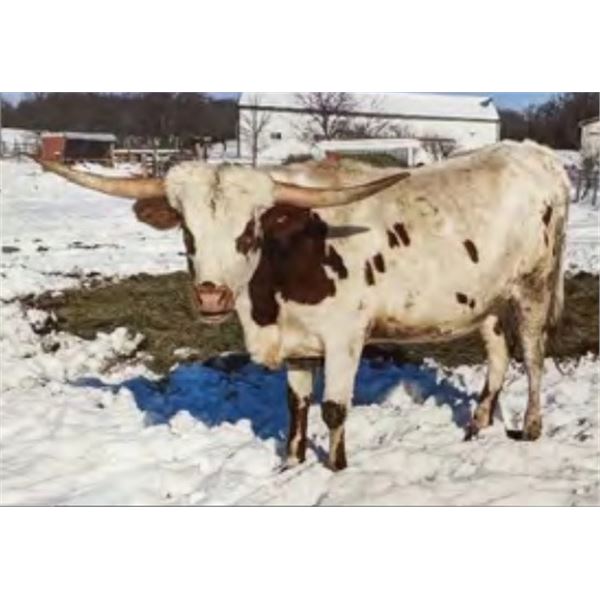 GJ Miss Joy To The World