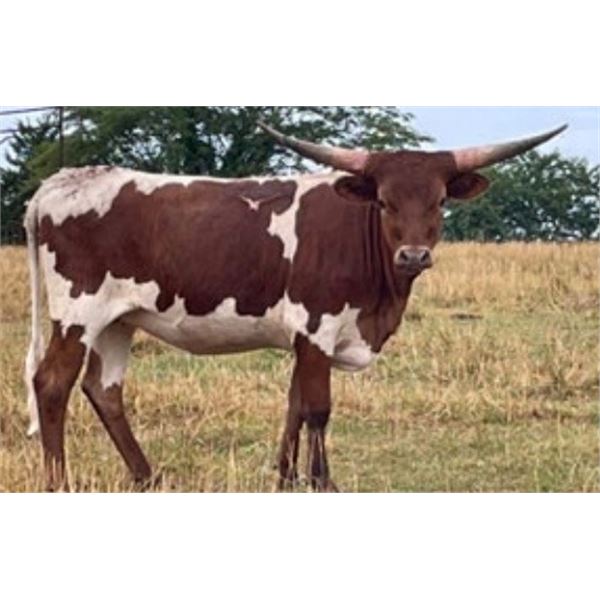 Midwest Smarty Pants