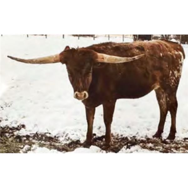 B-C Mr T's Little Jose