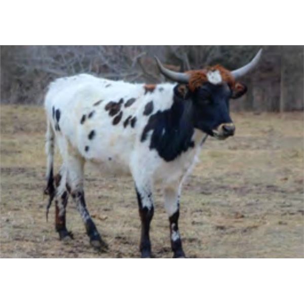 Hershey Kiss To Win R-H