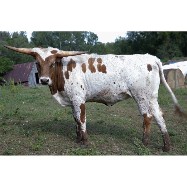 JL Cinderella Maybelline