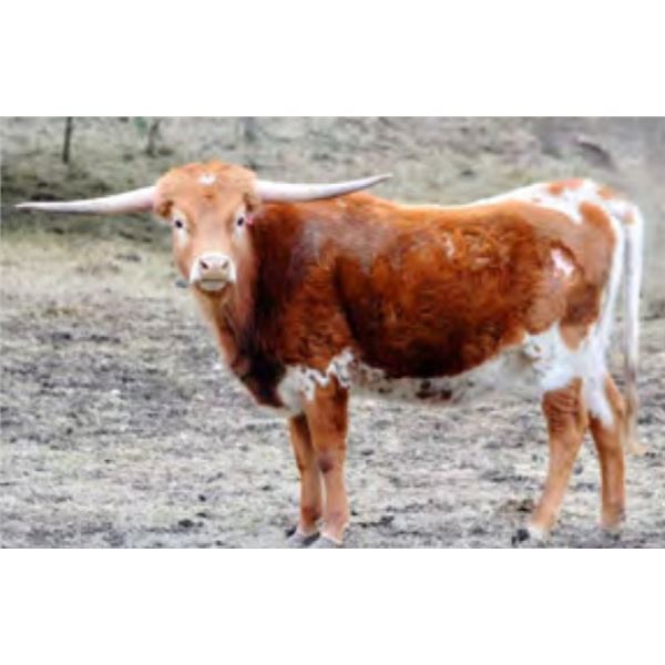 LF Dunn's Reece's Cup