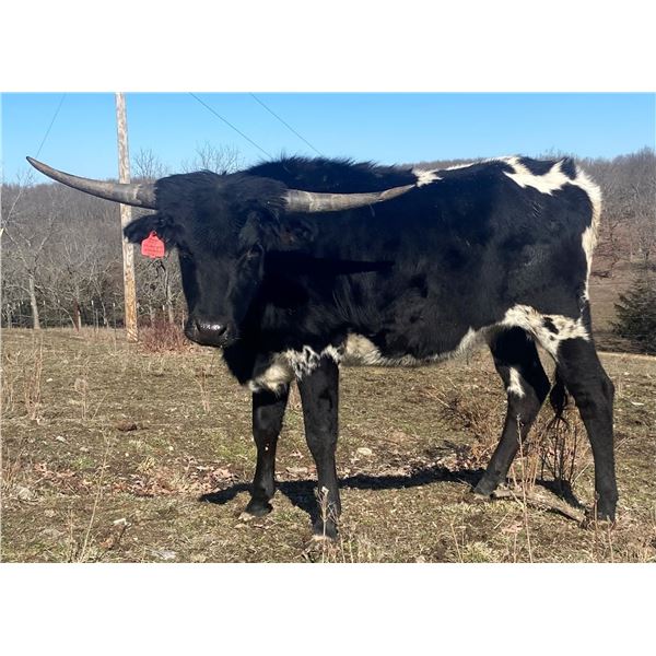 LF Midnight's Wonderer