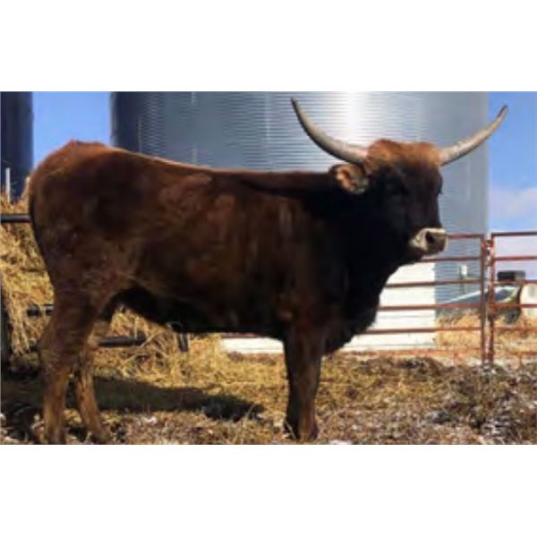 LCL Lumax Coco Crisp