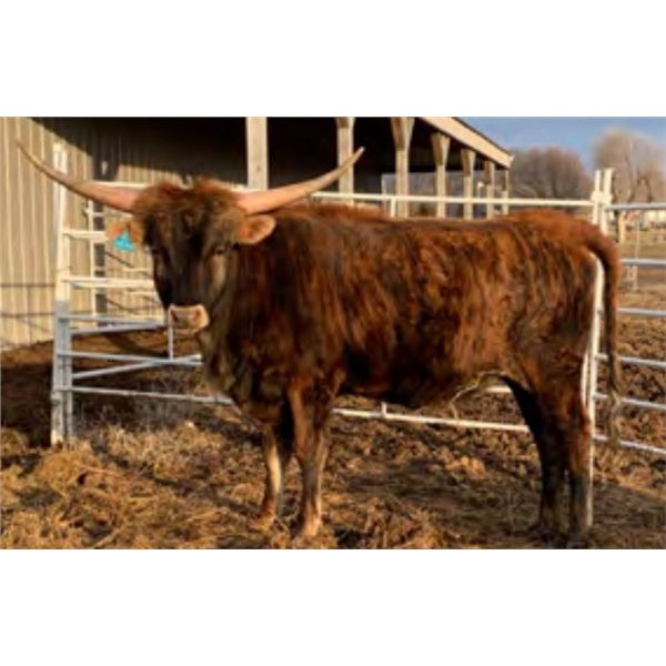 HVH 20 Guage Cowgirl