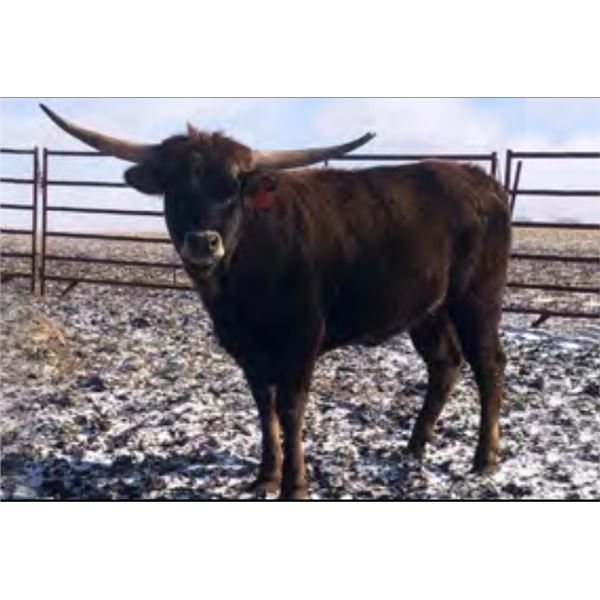 LCL Flower's Toffee Rose