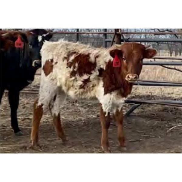 SCRATCH - FR Shooting Star