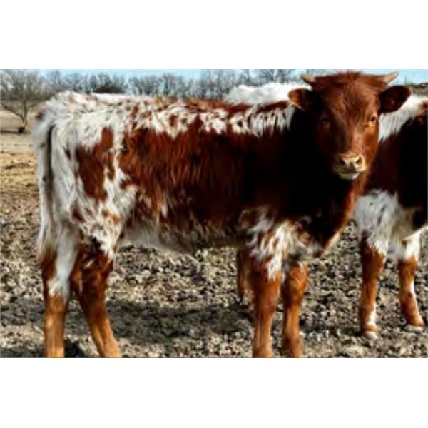 +F Match Made Mini Pearl