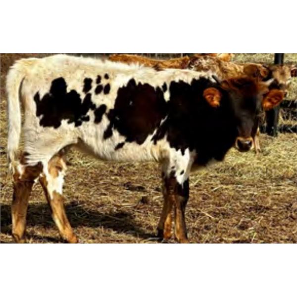 +F Match Made Skyy Blue