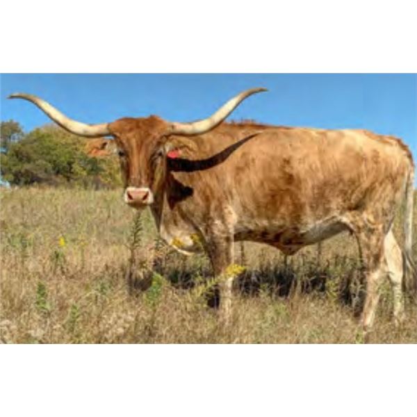 Saltillo Super Zanaya 68