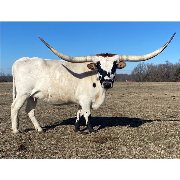 LF Midnight's Auntie Ann