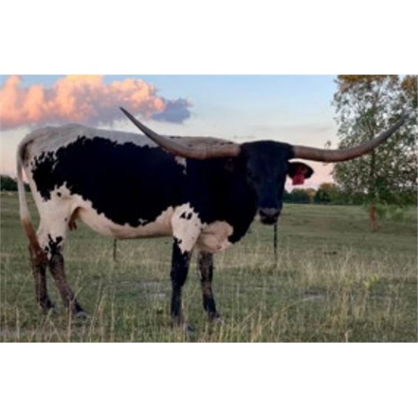 MTR CATCH A STAR 49/17