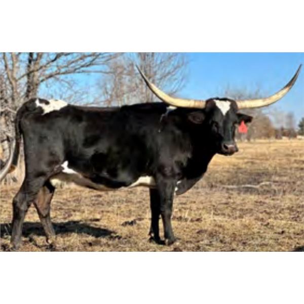 SCRATCH - Boy's ShadowDreaming